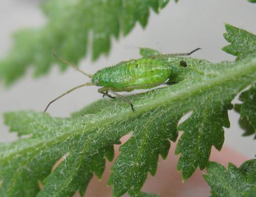 Réf. 75 701 : Oncotylus punctipes