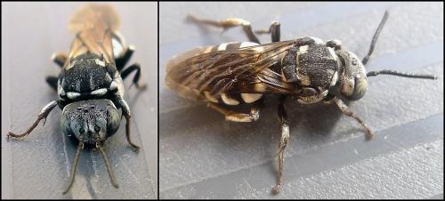Réf. 75 273 : Triepeolus tristis