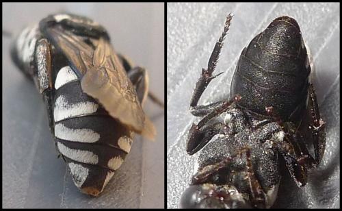 Réf. 75 274 : Triepeolus tristis