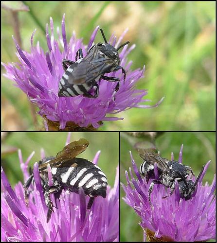 Réf. 75 275 : Triepeolus tristis