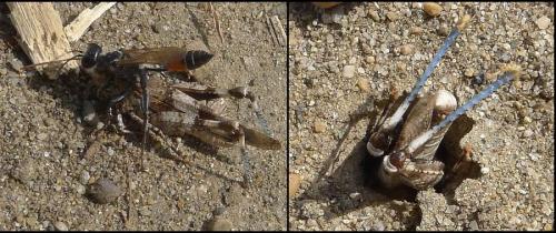 Réf. 75 794 : Oedipoda sp.