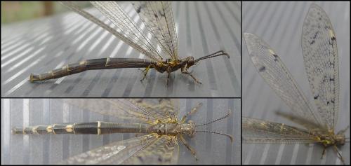 Distoleon tetragrammicus