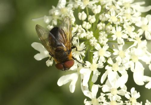 Phasia hemiptera