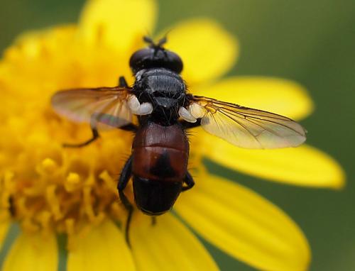 Besseria reflexa