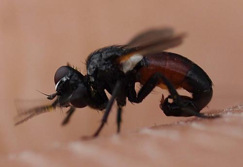 Besseria reflexa