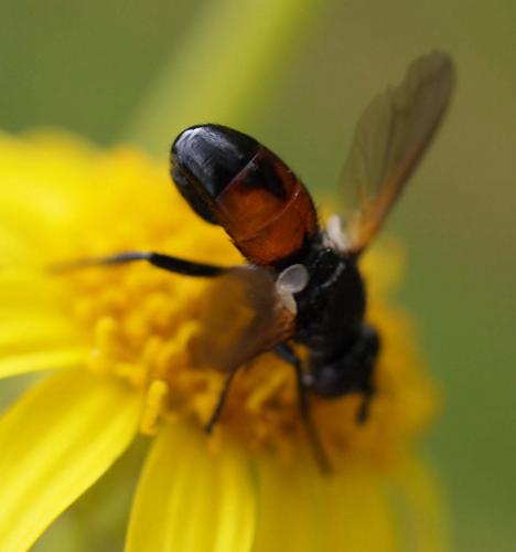 Réf. 75 482 : Besseria reflexa
