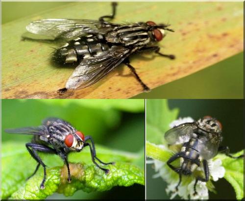 Sarcophaga sp.