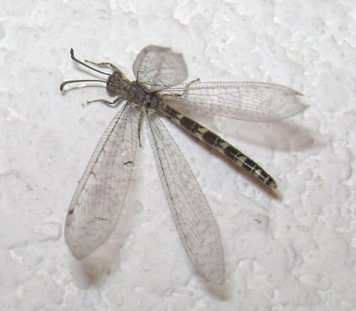 Réf. 75 761 : Neuroleon egenus