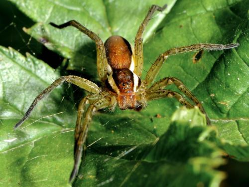 Dolomedes sp.
