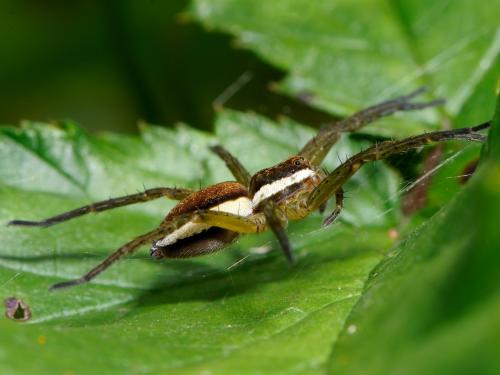 Dolomedes sp.
