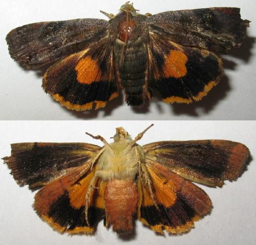Noctua janthina
