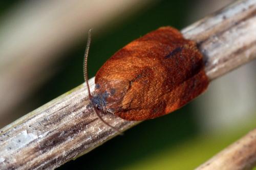 Cacoecimorpha pronubana