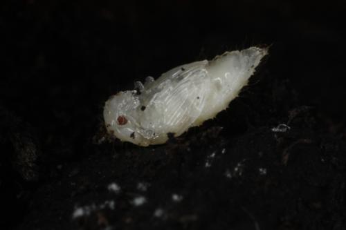 Réf. 75 919 : Biphyllus lunatus