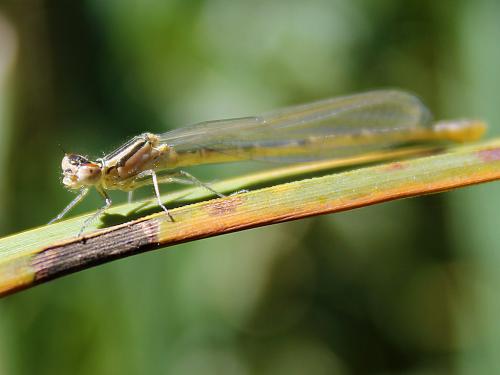 Enallagma cyathigerum