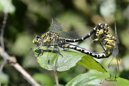 Réf. 75 406 : Onychogomphus forcipatus