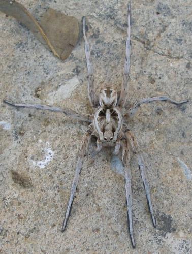 Lycosa sp.