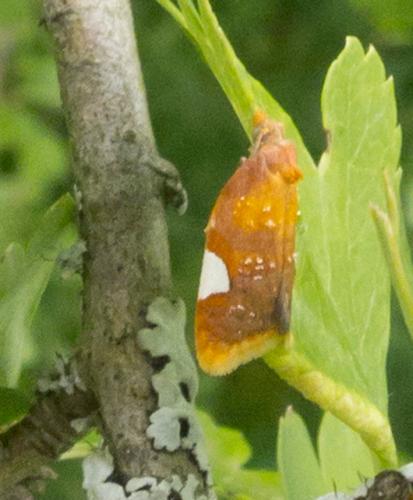 Acleris holmiana