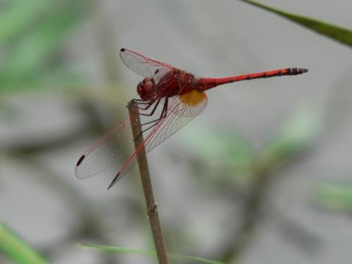 Réf. 75 409 : Trithemis arteriosa