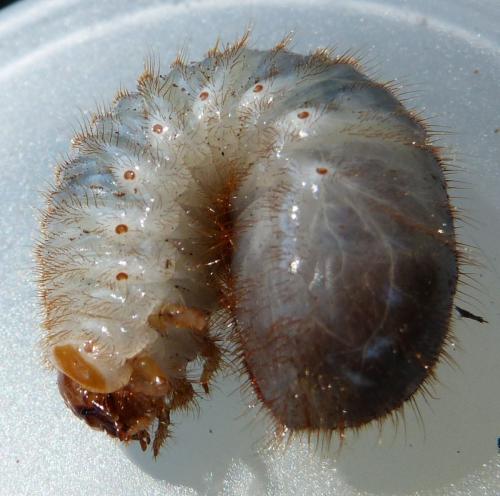 Cetoniinae