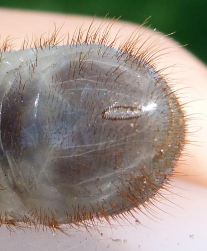 Réf. 75 828 : Cetoniinae inconnu