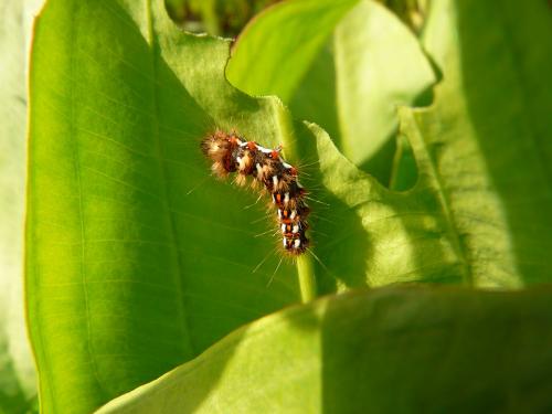 Acronicta rumicis