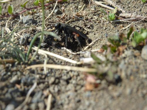 Arachnospila sogdianoides