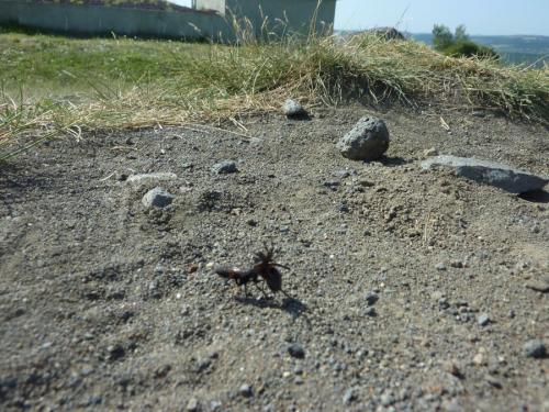 Arachnospila sogdianoides