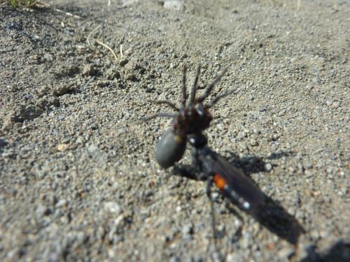 Arachnospila sogdianoides
