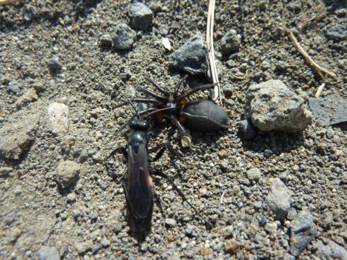 Réf. 75 974 : Arachnospila sogdianoides