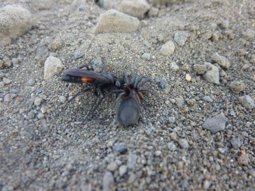 Arachnospila sogdianoides