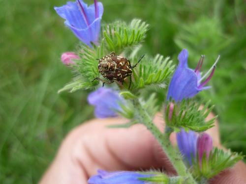 Carpocoris sp.