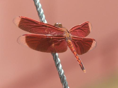 Réf. 75 320 : Neurothemis ramburii