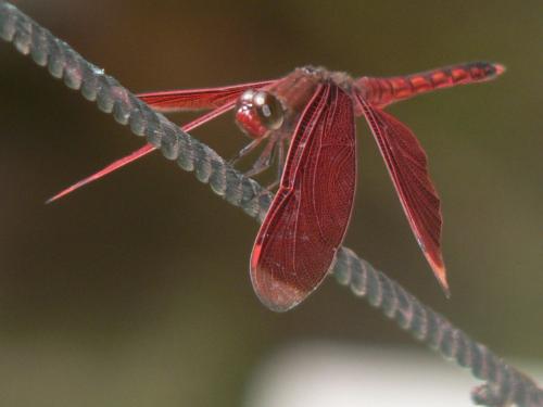 Réf. 75 321 : Neurothemis ramburii