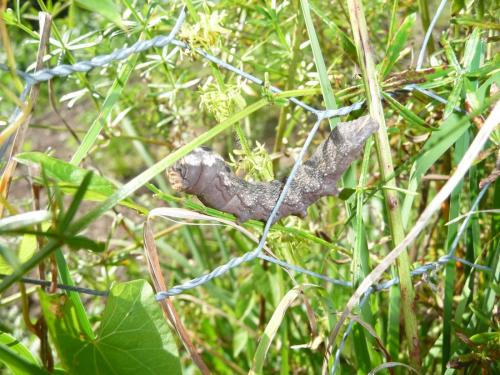 Réf. 75 713 : Deilephila porcellus