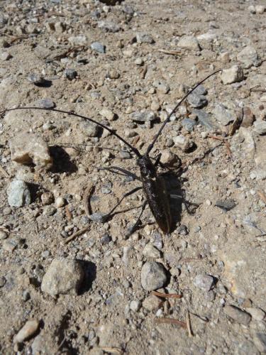 Réf. 75 758 : Monochamus sartor