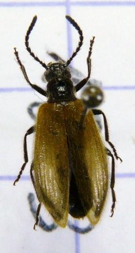 Lagria sp.