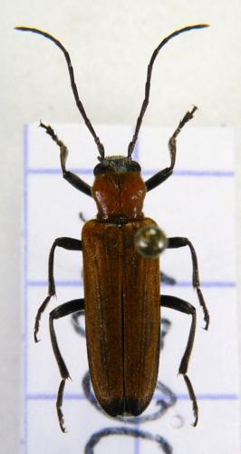 Réf. 75 624 : Anogcodes sp.