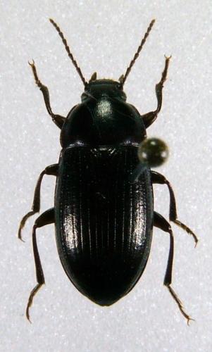 Nalassus laevioctostriatus