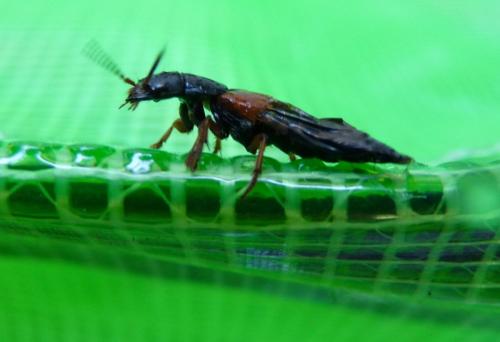 Réf. 75 792 : Quedius sp.