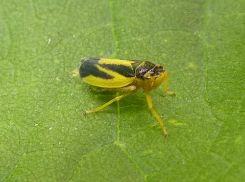 Réf. 75 442 : Evacanthus interruptus