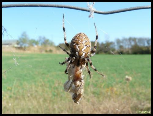 Neoscona byzanthina