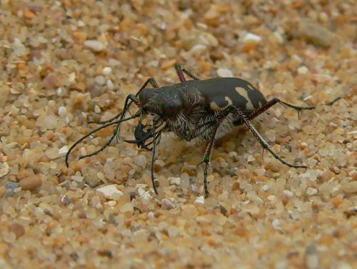 Réf. 75 881 : Calomera littoralis