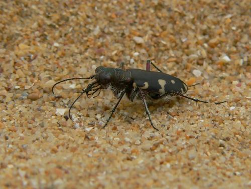 Réf. 75 882 : Calomera littoralis