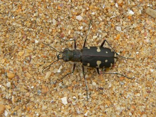 Réf. 75 883 : Calomera littoralis
