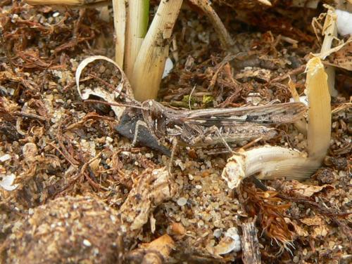 Réf. 75 877 : Calephorus compressicornis