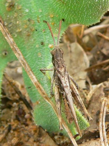 Calephorus compressicornis
