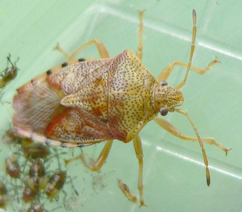 Réf. 75 560 : Elasmucha grisea