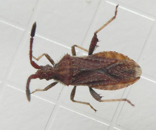 Coriomeris affinis