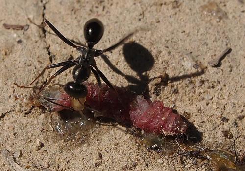Cataglyphis sp.