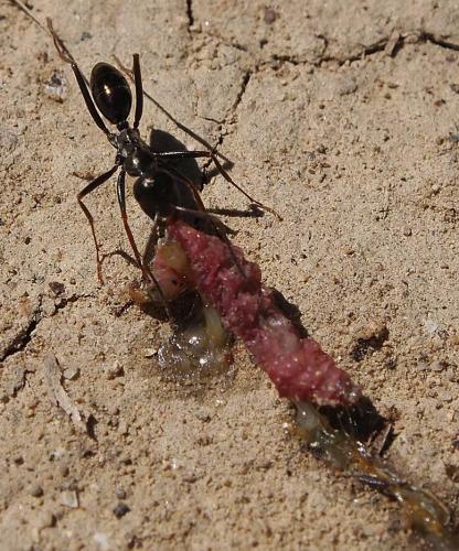 Cataglyphis sp.